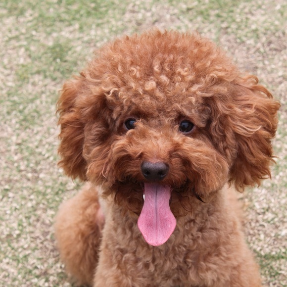 Hi❤️Welcome to my little shop🐶 - Picture 1 of 1